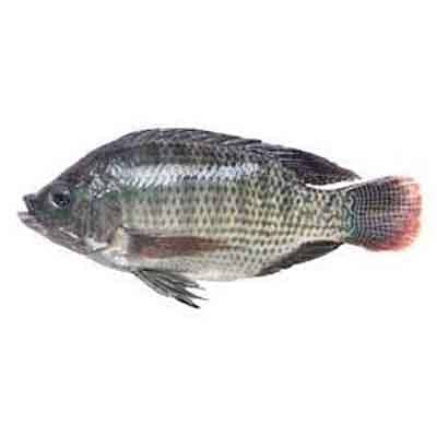 Tilapia Fish Cleaned 500g-600g