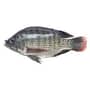 Cleaned Tilapia Fish Online