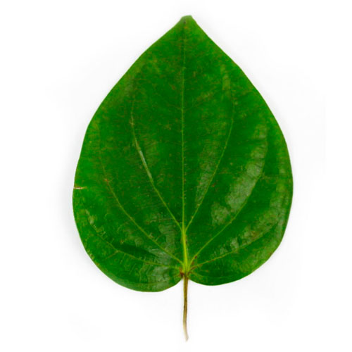 pan leaf